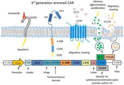 CAR T Cells for Solid Tumors: New Strategies for Finding, Infiltrating, and Surviving in the Tumor Microenvironment